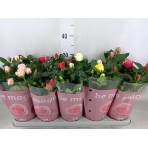 Rosa  'Beau Monde'   ...mix