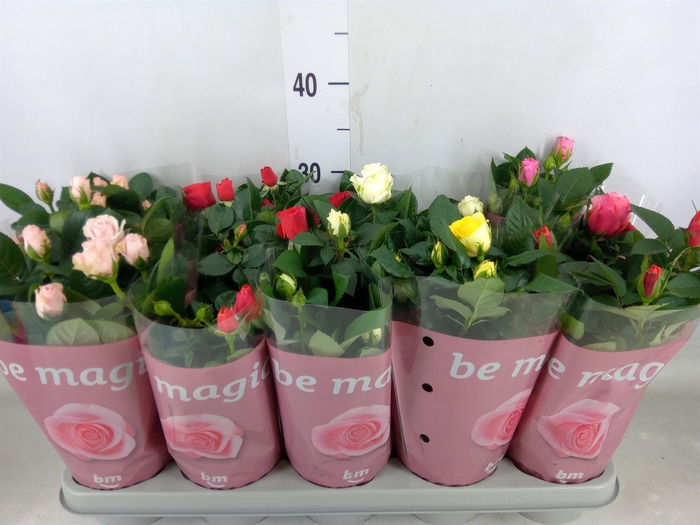 <h4>Rosa  'Beau Monde'   ...mix</h4>