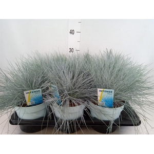 Festuca glauca 'Intens Blue'