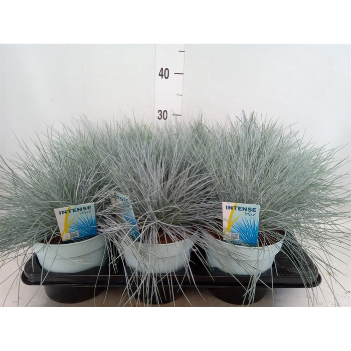 <h4>Festuca glauca 'Intens Blue'</h4>