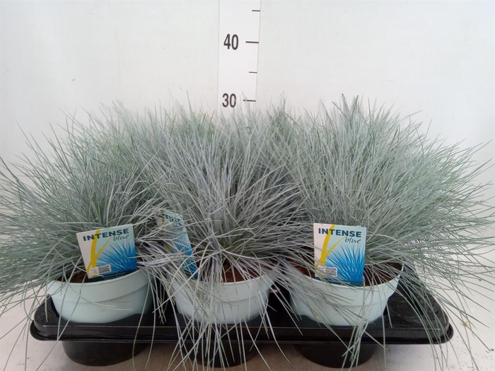 <h4>Festuca glauca 'Intens Blue'</h4>