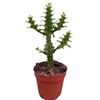 Overig planten Euphorbia Lactea Variegata