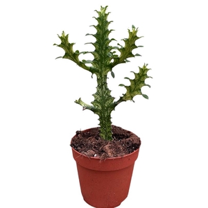 Overig planten Euphorbia Lactea Variegata