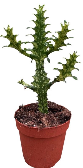 <h4>Overig planten Euphorbia Lactea Variegata</h4>