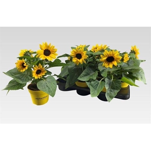 HELIAN SUNRAY YELLOW P15