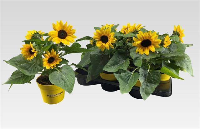 <h4>HELIAN SUNRAY YELLOW P15</h4>