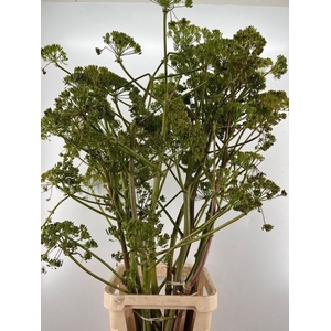FOENICULUM VULGARE