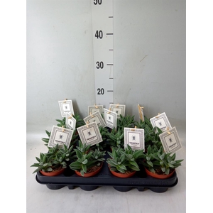 Crassula  'Tarantula'