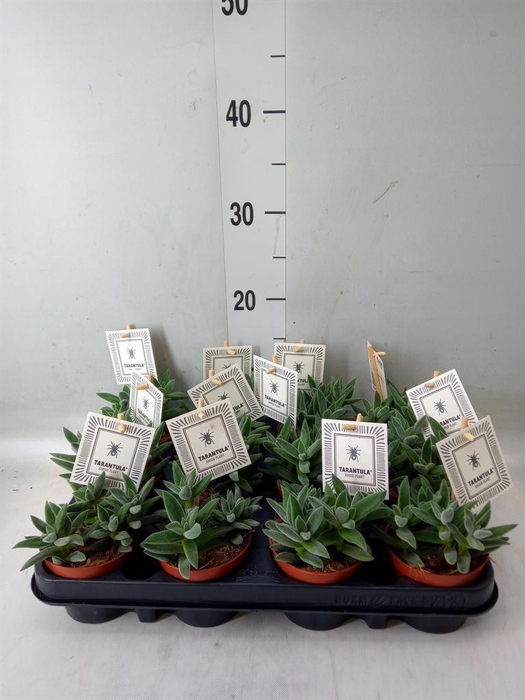 <h4>Crassula  'Tarantula'</h4>