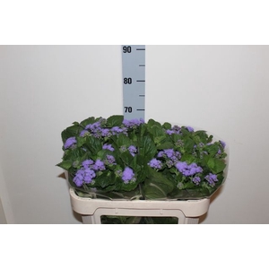 AGER H BLUE HORIZON