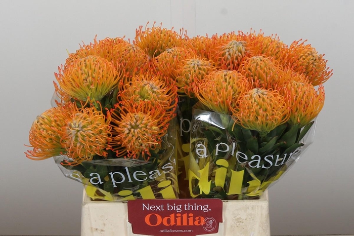 <h4>Nutans Ayoba Sun</h4>