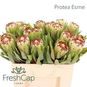 Protea Esme