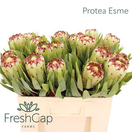 <h4>Protea Esme</h4>
