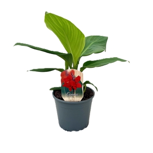 Canna Kreta Zonder Bloem p 14