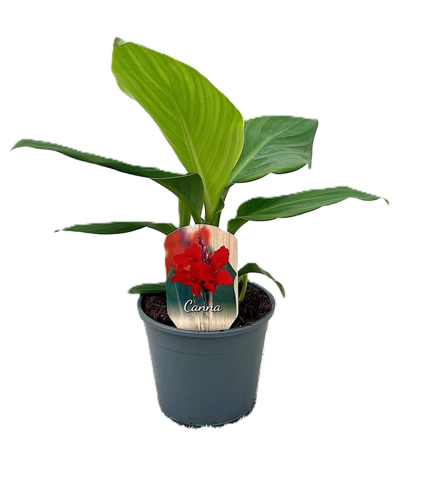 <h4>Canna Kreta Zonder Bloem p 14</h4>