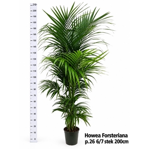 HOWEA FORSTERIANA
