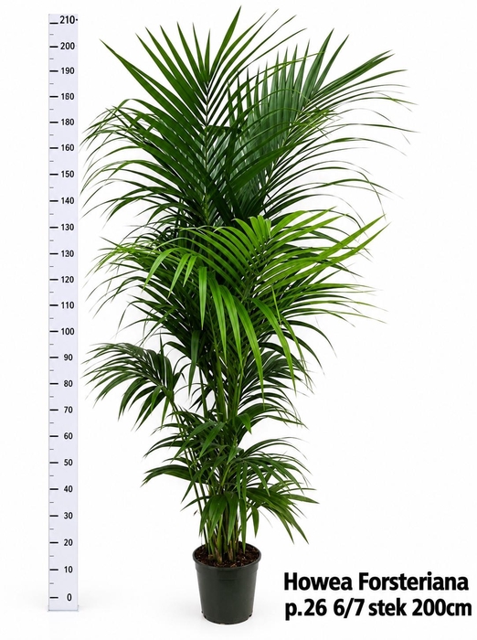 <h4>HOWEA FORSTERIANA</h4>