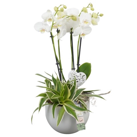 <h4>Opm Pt PTPHV2608 Phalaenopsis Keramiek Pot</h4>