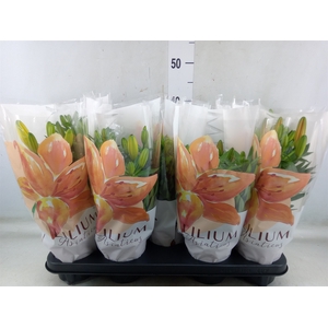 Lilium asia.   ...mix