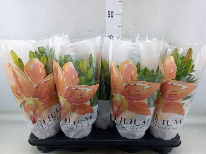 <h4>Lilium asia.   ...mix</h4>