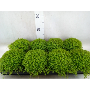 Soleirolia soleirolii   ...green