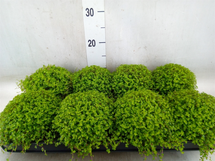 <h4>Soleirolia soleirolii   ...green</h4>