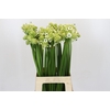 Ornithogalum Saundersiae