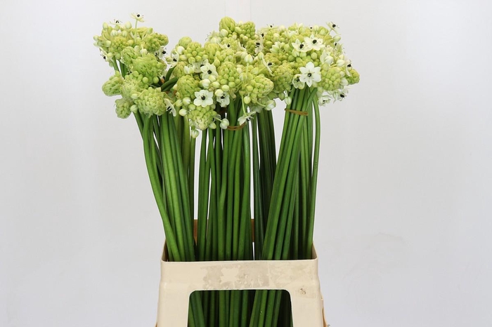 <h4>Ornithogalum Saundersiae</h4>