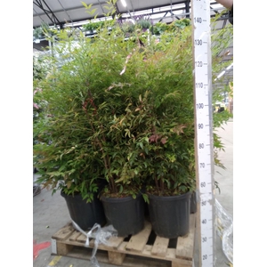 Nandina domestica