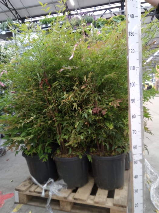 <h4>Nandina domestica</h4>