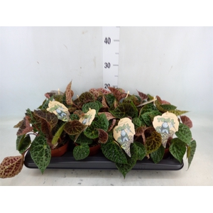 Begonia BD ferox