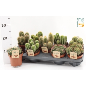 CACTUS GEM