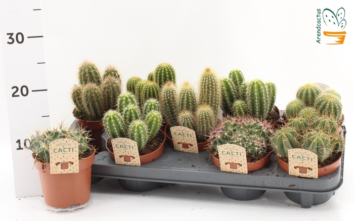 <h4>CACTUS GEM</h4>