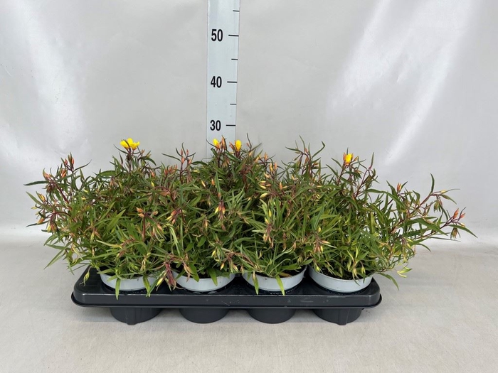 <h4>Oenothera  'African Sun'</h4>