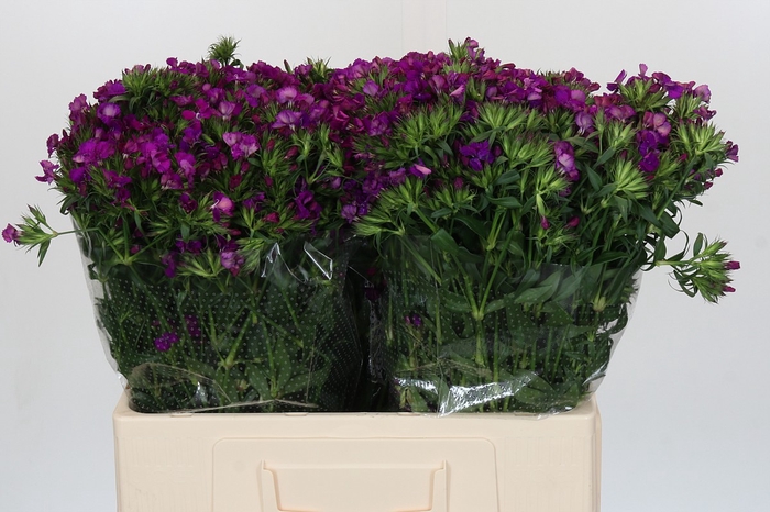 <h4>Dianthus Br Amazon Neon Purple</h4>