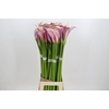 Zantedeschia Eydolls Purple White