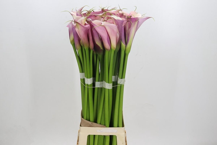 <h4>Zantedeschia Eydolls Purple White</h4>