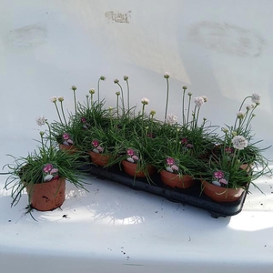 ARMERIA MARITIMA