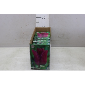 Bol Tulp Passianole 10 Zakjes X10