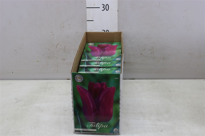 Bol Tulp Passianole 10 Zakjes X10