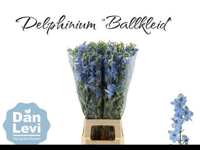 <h4>DELPH EN BALLKLEID</h4>