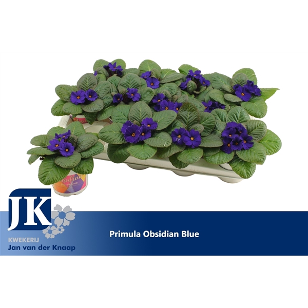 <h4>Primula Blue Winterhard</h4>