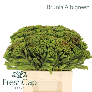 Brunia albiflora