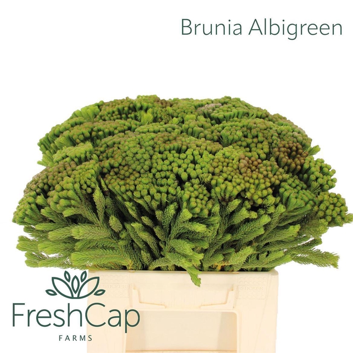 <h4>Brunia albiflora</h4>