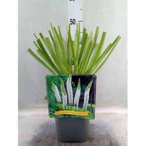 Eremurus   ...