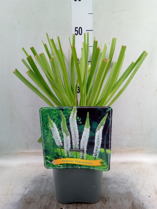 <h4>Eremurus   ...</h4>
