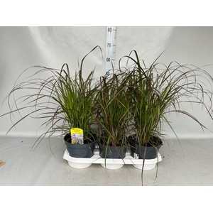 Pennisetum advena 'Rubrum'