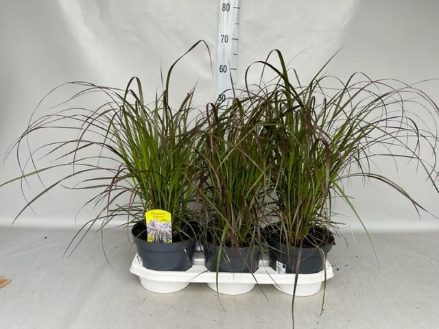 <h4>Pennisetum advena 'Rubrum'</h4>