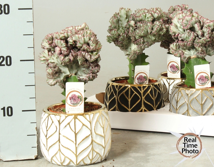 <h4>EUPHOR LAC CRISTATA</h4>