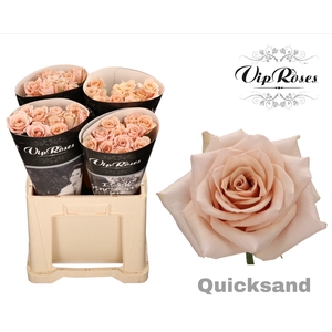 R GR QUICKSAND x40 588
